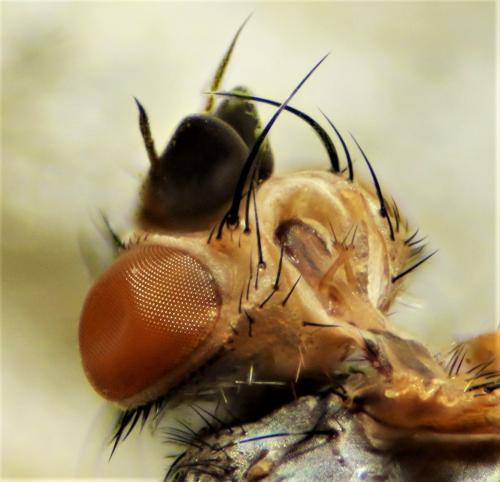 Réf. 200 423 : Ceranthia abdominalis